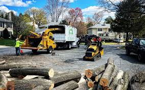 Reliable Havre De Grace, MD Tree Services Solutions