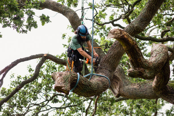 Tree and Shrub Care in Havre De Grace, MD