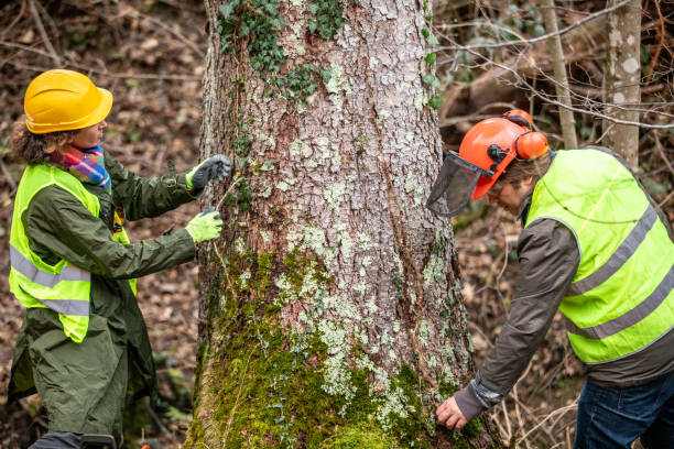 How Our Tree Care Process Works  in  Havre De Grace, MD