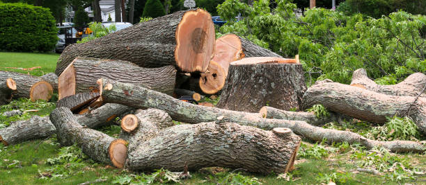 Best Emergency Tree Removal  in Havre De Grace, MD