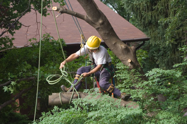 Best Storm Damage Tree Cleanup  in Havre De Grace, MD